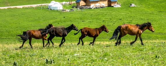 马是怎么繁殖的