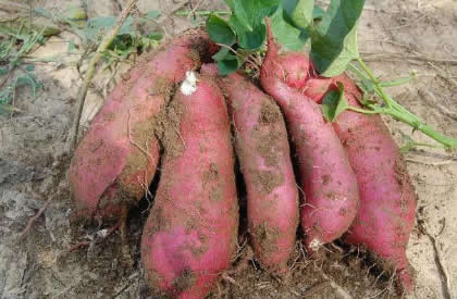 红薯空心是什么原因，如何防治？