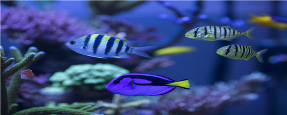 小型观赏鱼大全