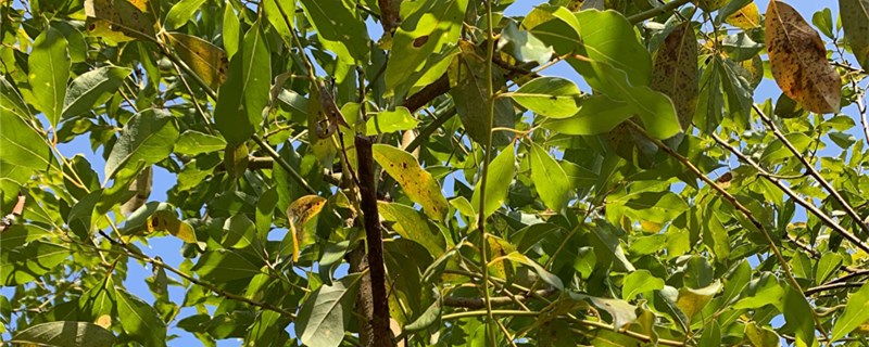 女贞树和香樟树的区别