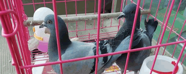 鸽子几个月可以繁殖