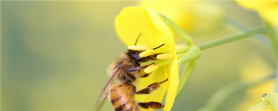 中蜂低于多少度要保温