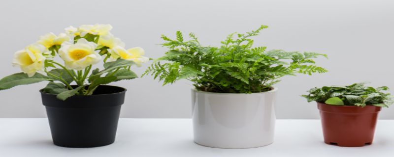 家养植物怎么施肥