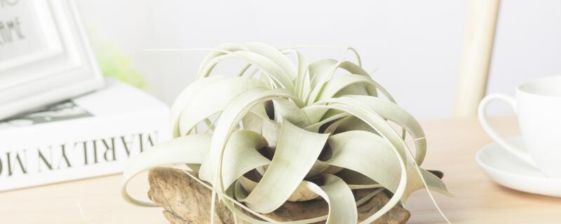 空气凤梨怎么施肥