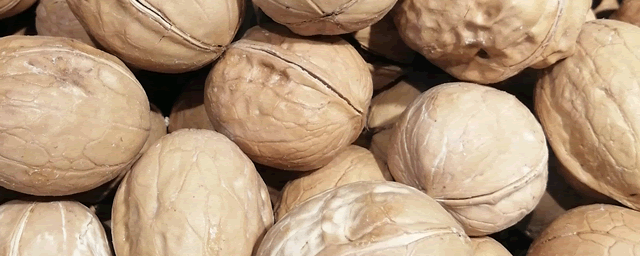 核桃树下种植什么好