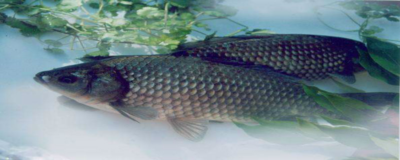 鲫鱼是河鱼还是海鱼