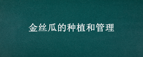 金丝瓜的种植和管理