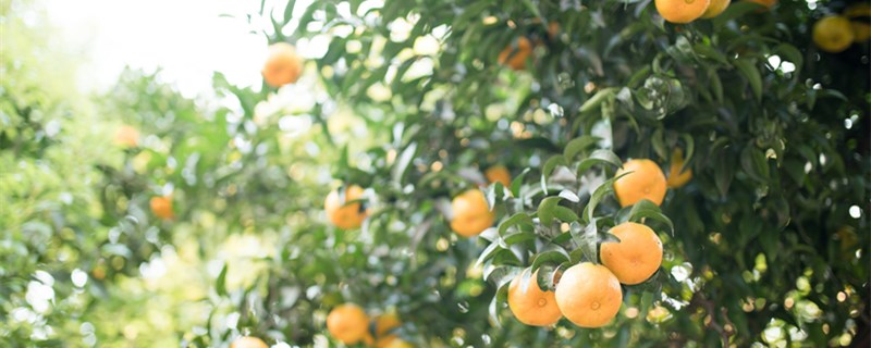 桔子树怎么繁殖
