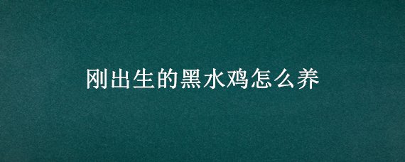 刚出生的黑水鸡怎么养