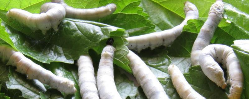 大蚕会吃小蚕吗能放在一起养吗