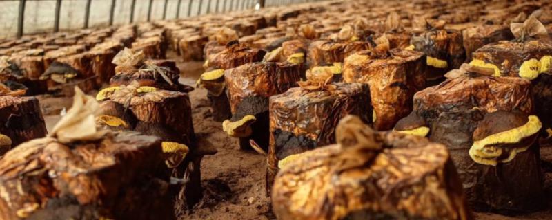 桑黄的种植与管理人工种植桑黄的投资前景如何