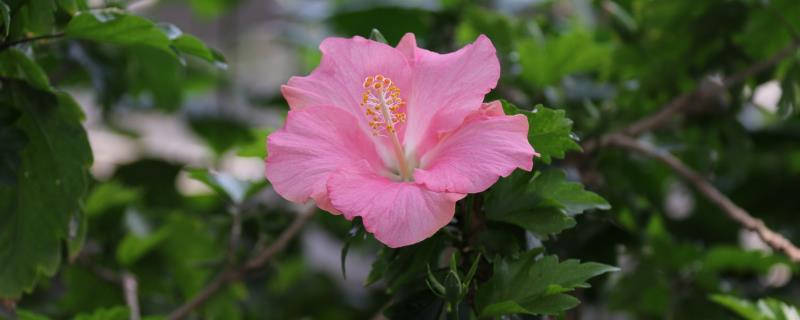 扶桑花什么时候嫁接