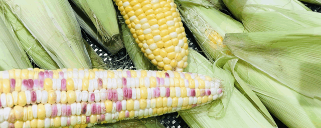 玉米品种如何选择