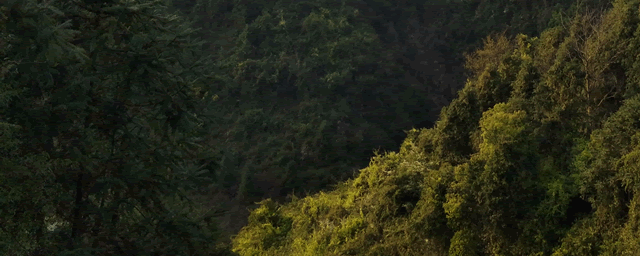 蜜袋鼯认主人吗