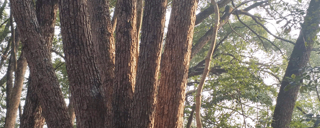 百灵鸟多少钱一只