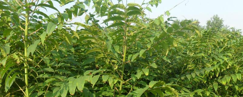 香椿扦插繁殖新技术附育苗方法及田间管理要点