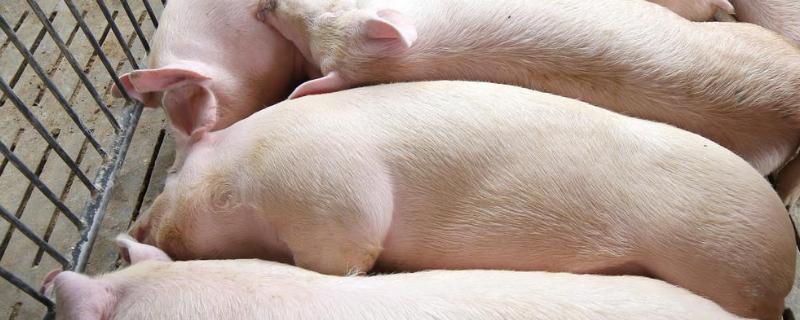 猪静脉注射在哪个部位附注射青霉素的用量是多少合适