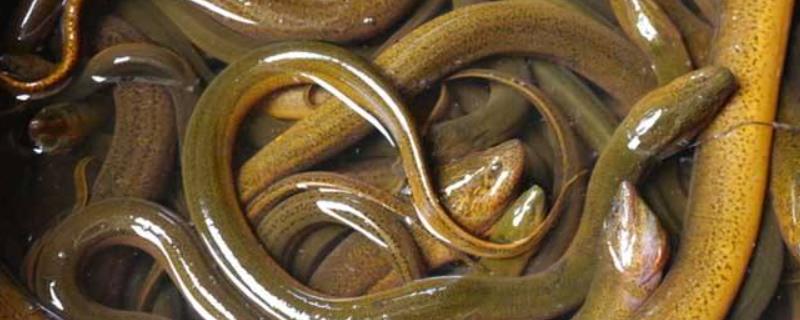 黄鳝泥鳅的养殖方法养殖前景如何