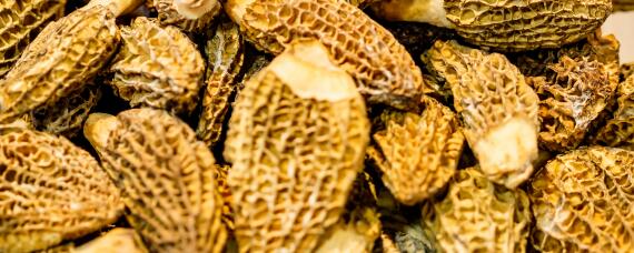 羊肚菌菌种制作方法