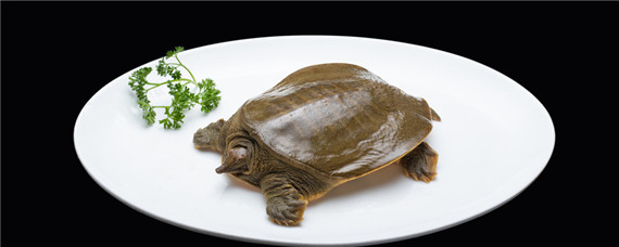 甲鱼苗最佳放养时间