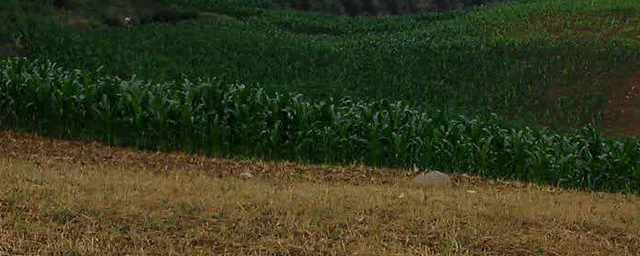 五步蛇多少钱一斤