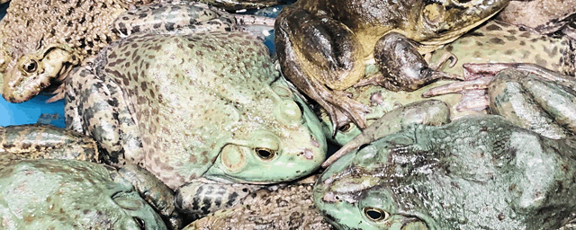 角蛙怎么分辨公母