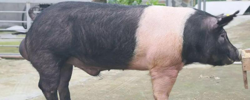 公猪品种公猪肉和母猪肉有什么区别