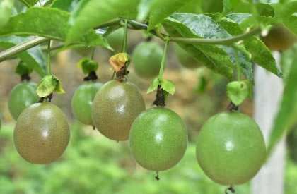 百香果苗要如何挑选？扦插苗好还是嫁接苗好？