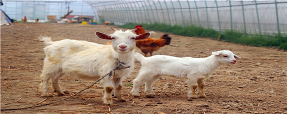 羊生一个多久第二个出来