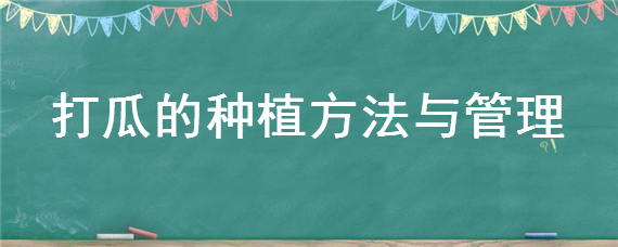 打瓜的种植方法与管理