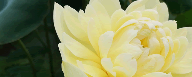 荷花跟莲花的区别