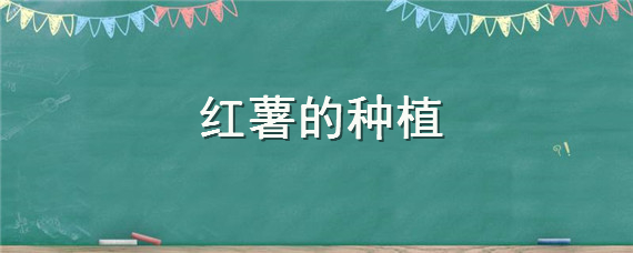 红薯的种植