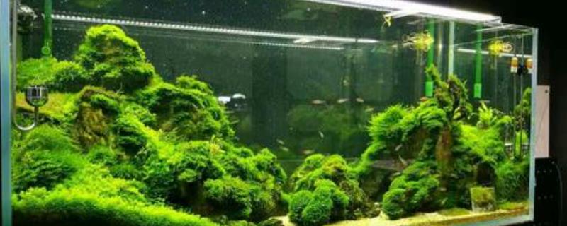 硝化菌的温度不能低于多少度硝化菌在鱼缸里的作用