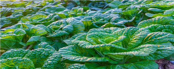 九十月份适合种什么蔬菜