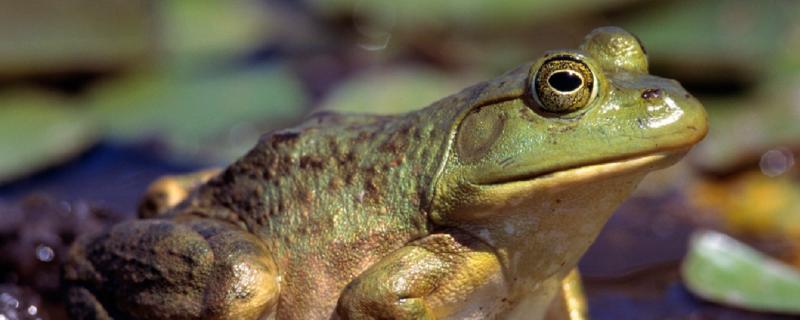 牛蛙吃啥牛蛙最大能长多大