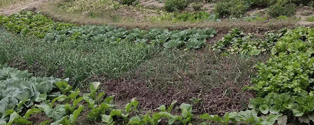 中国十大毒蛇排名