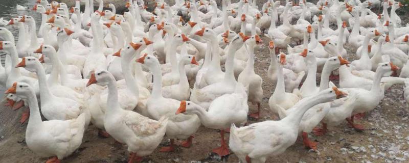 鹅多久开始下蛋怎么知道鹅快下蛋了