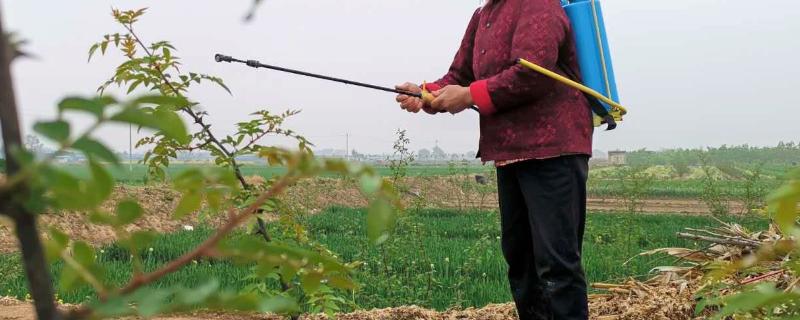 烯啶吡蚜酮使用说明需要稀释多少倍