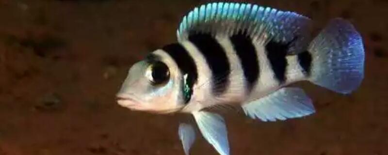 布隆迪六间能长多大