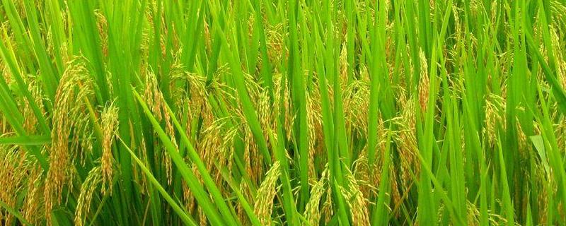 广东19香水稻品种