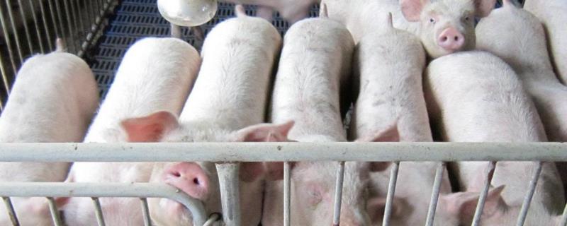 猪后腿站不起来用什么药后腿关节肿大用什么药