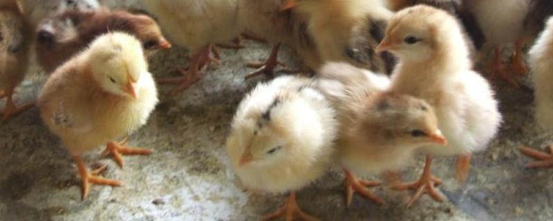 买的小鸡怎么养活?可以单独养一只吗