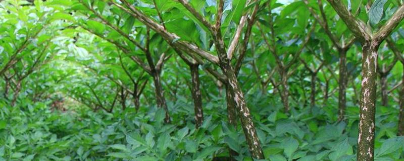 珠芽魔芋种植技术种植海拔要求多少？亩需种子多少