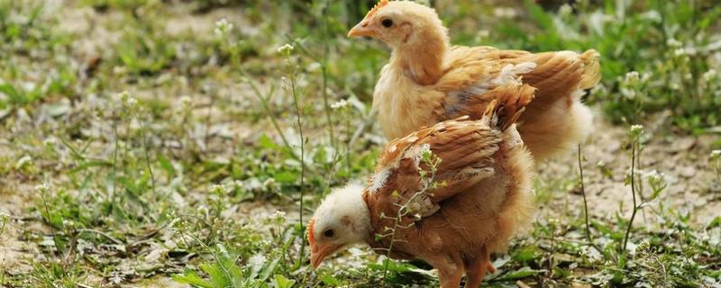 小鸡爱吃什么它有什么本领如何饲喂