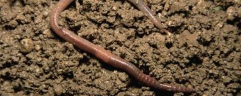 养殖蚯蚓的销路在哪里?泡沫箱养蚯蚓老往外爬出来是什么原因如何防止
