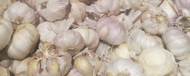 大蒜叶枯病如何防治