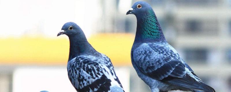 一雄双雌鸽怎么配配对后几天下蛋