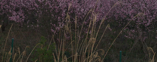银环蛇咬伤后多久会死
