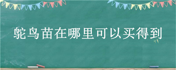 鸵鸟苗在哪里可以买得到