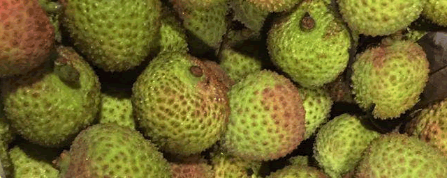 荔枝瘿螨如何防治